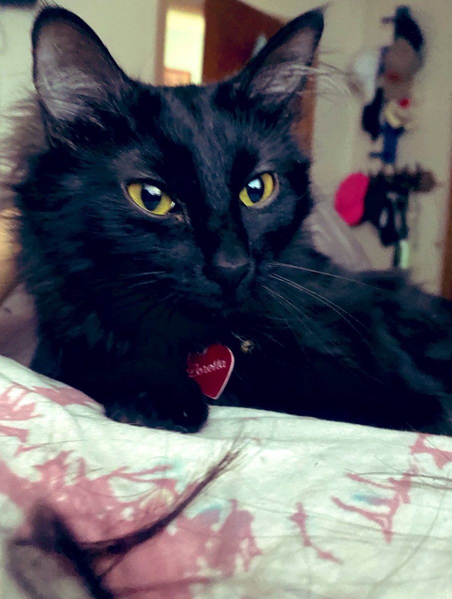 DragonBee's tweet photo. #Loretta! #NamethatCherMovie!!!! #Cher 
#kitty https://t.co/F2JVJKmIrx