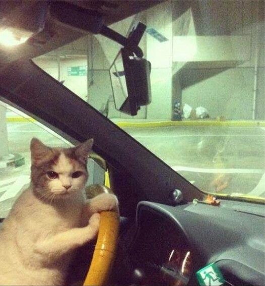 DontShowYourCat's tweet photo. GET IN, LOSER https://t.co/GPNPpnnDvv