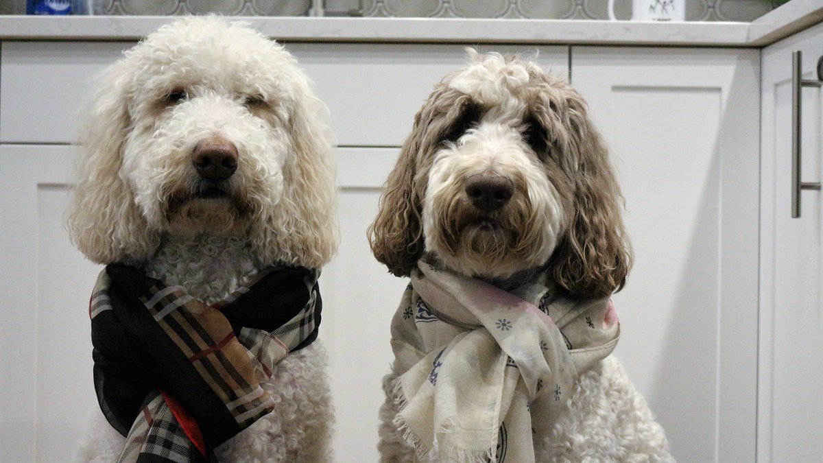 DoodleNessa's tweet photo. Listen up.
You're all out here trying to please your humans.
Take it from us, no matter what you steal, damage, or eat, after the shock wears off, they'll still love you.
Live your life the way you want 😃
#ChewTheShoe
#dogsoftwitter 
#DogsOnTwitter https://t.co/bDfaaxghze
