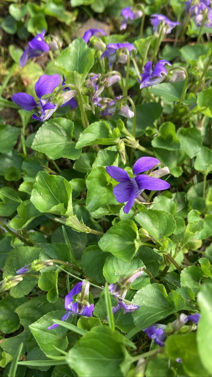 CarolineRaby's tweet photo. #SunnySaturday in #Normandy
#JardinDeVauville #Vauville #Manche #Normandie #France #springsprung
#JardinBotaniqueDeVauville #Jardin #Garden #GardenLover #Flower
@jardinvauville @Normandie https://t.co/xlakqmSHAy