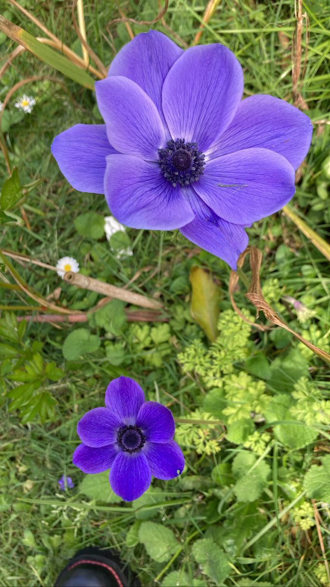 CarolineRaby's tweet photo. #SunnySaturday in #Normandy
#JardinDeVauville #Vauville #Manche #Normandie #France #springsprung
#JardinBotaniqueDeVauville #Jardin #Garden #GardenLover #Flower
@jardinvauville @Normandie https://t.co/xlakqmSHAy