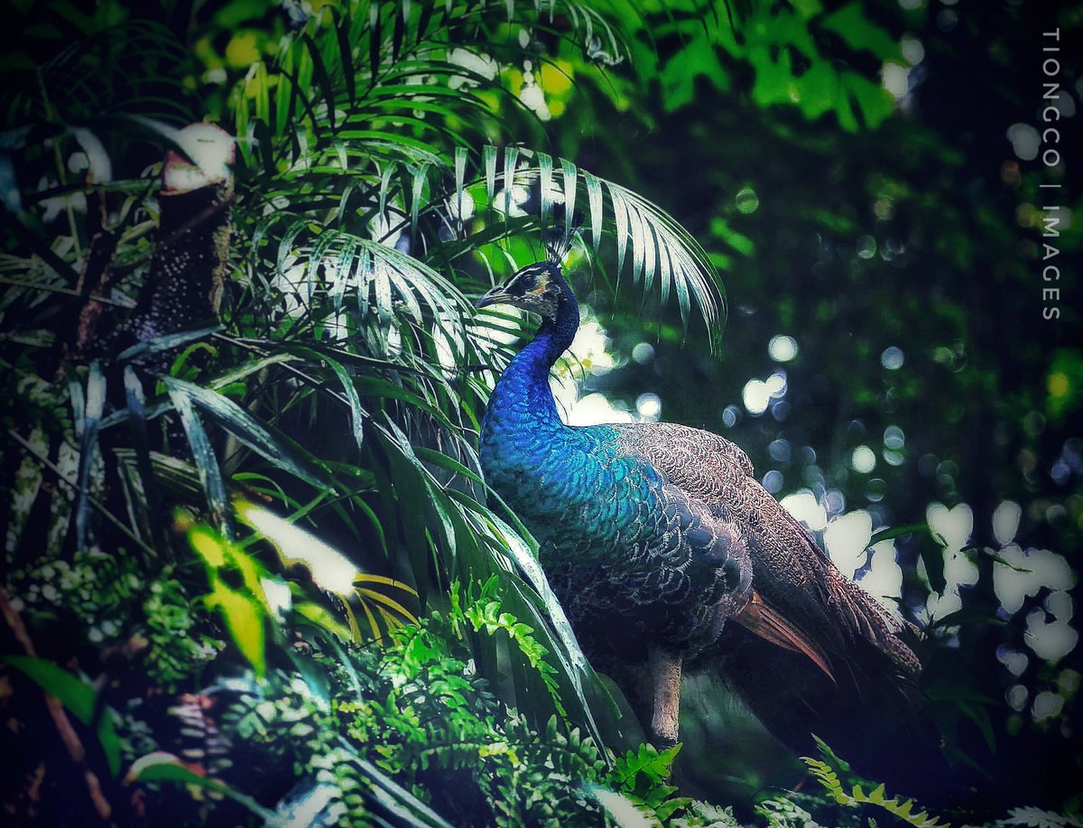 landscaper88's tweet photo. You will face many defeats in life, but never let yourself be defeated.
#advocate #advocacy #advocacymatters #birdwatching #bird #birdphotography #photooftheday #photography #destination #destinationphotographer 🇲🇾 🇵🇭 https://t.co/UpZtjFlfow