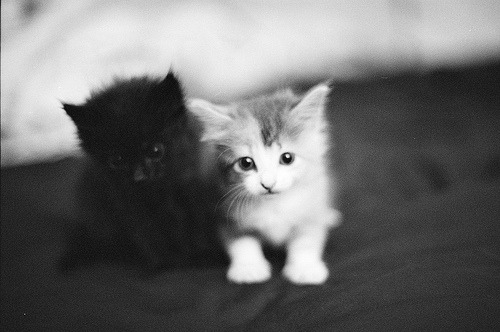 #cute #cat #cats #CatParty #CatsOfTwitter #CatsOnTwitter #catlover #meow #kitten #kitty #ilovecats