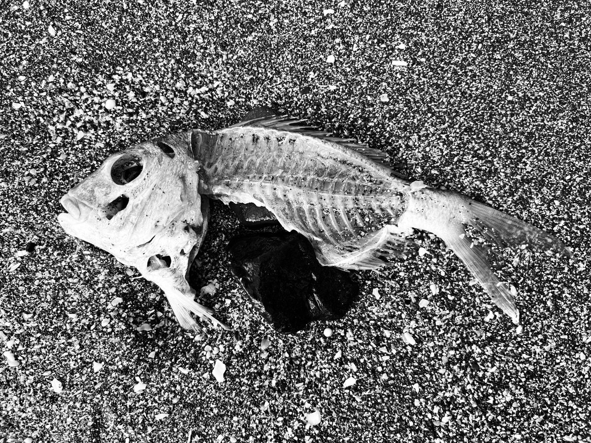 Fish no more #redsnapper #beachfind #SkeletalRemains