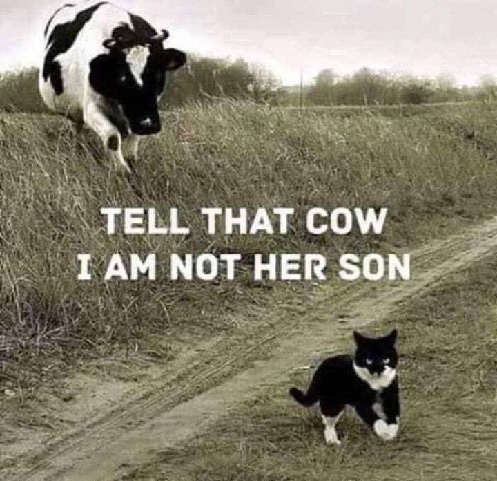 Cow cat struggles.
Cat Thug Life.
#cats #catthuglife #catsruletheworld #catsoffacebook #catsofinstagram #CatsOfTwitter #caturday #cows #cowspiracy #cowsoffacebook #cowsofinstagram #cowsoftwitter #cowcats