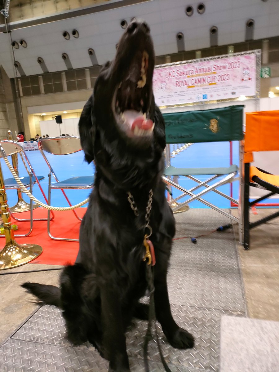 lauronero's tweet photo. 眠いよな。 https://t.co/l2HZ4bclxw