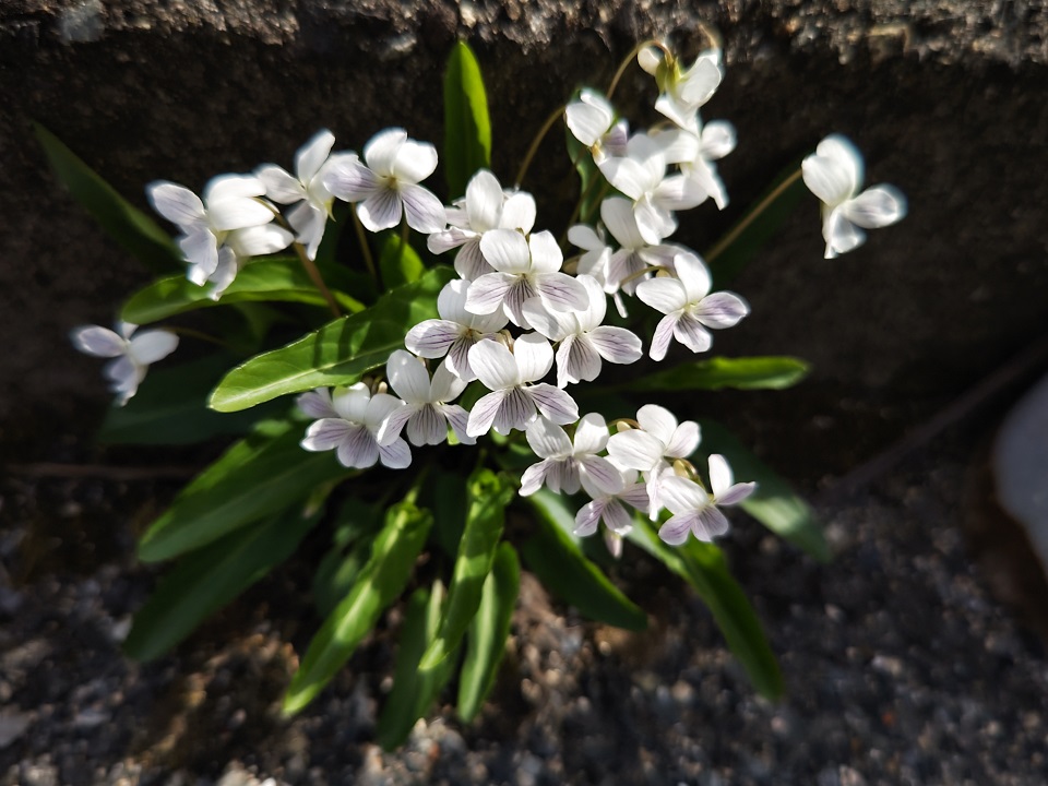 庭先にぽつぽつと小さな菫（自生）が見え始め、道べりには白い菫の姿も一株あり。ふむ、白も綺麗だが、何だろう。アリアケスミレ（有明菫）？