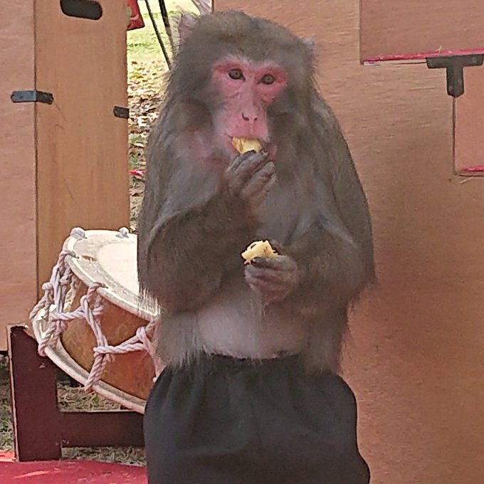 休憩中のハヤテくん🐵カットパイン🍍を両手に持ちつつ頬袋にもキープ。可愛い🐵💕帰り道から見える西の丸庭園の桜ライトアップが