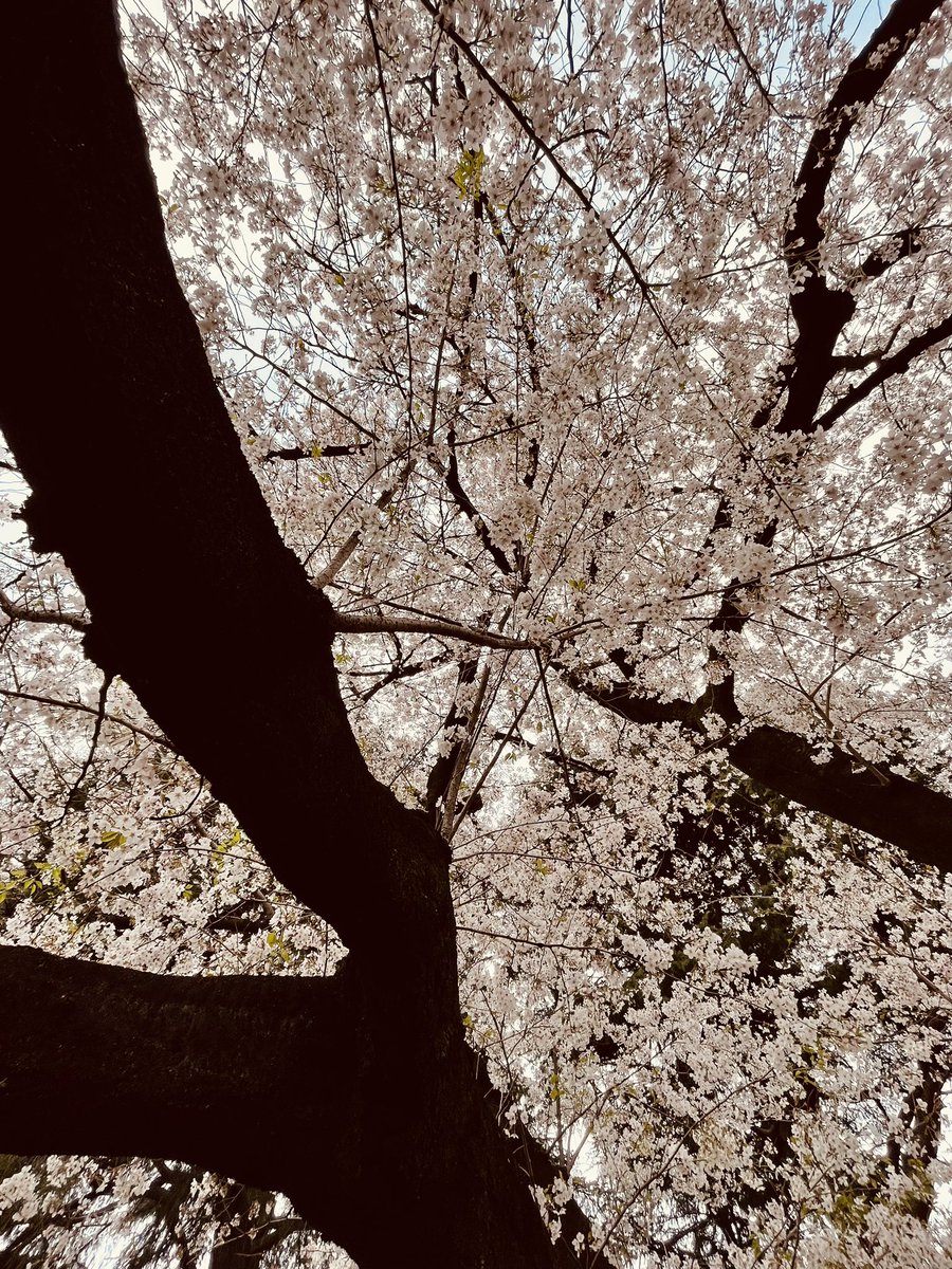 Ohayōgozaimasu 🇯🇵