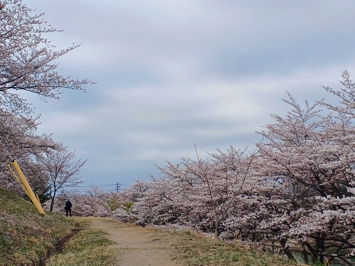 おはよ
#イマソラ 
#桜2023 
天気曇り。風少し。
桜は8、9割咲いてます。
きれい。朝は人が少ないのでいいかじ。
今日は用事があって、これから古川に行く予定。#ソロ活 になりそう。
#よい週末を
#大倉緑地
#仙台市泉区