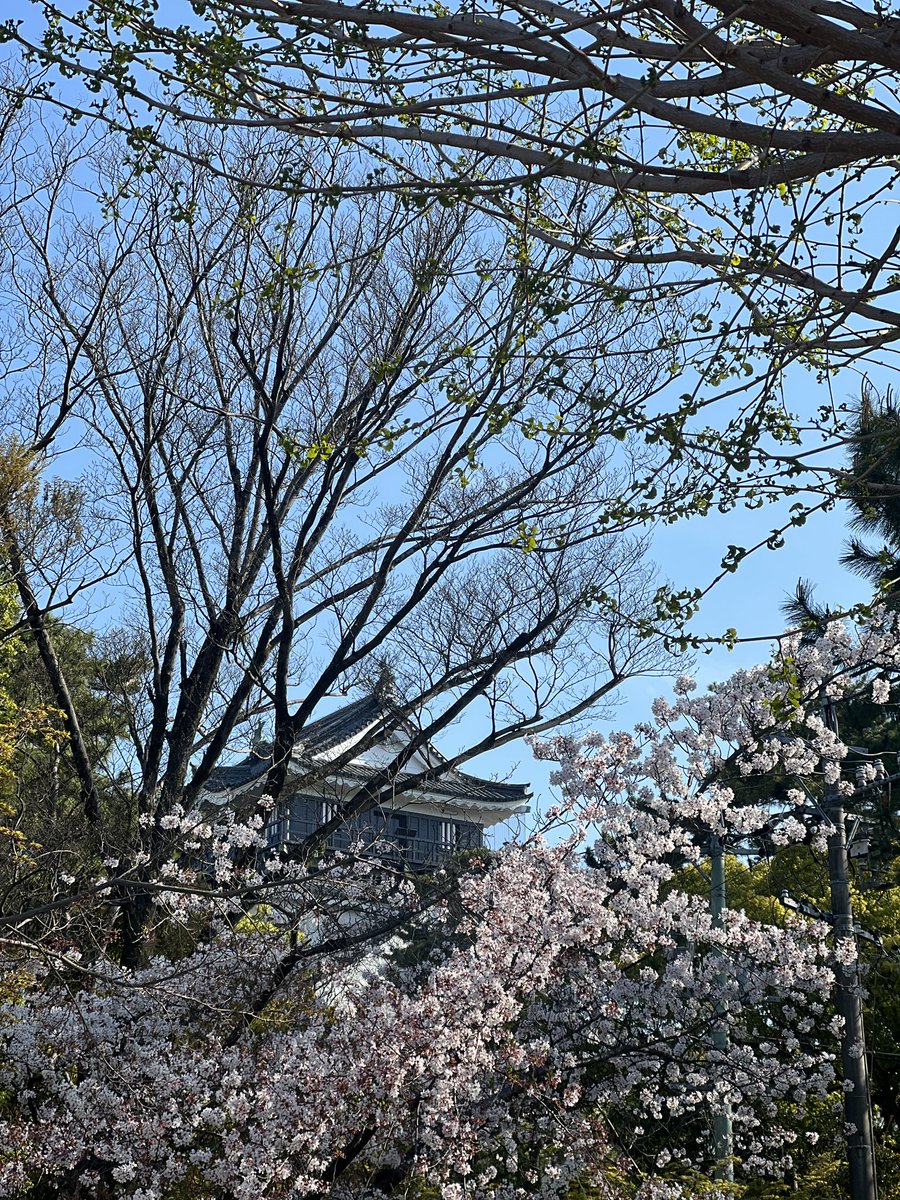 ururan1011's tweet photo. 岡崎城下
桜満開です🌸
#岡崎城 #ドラマ館 #どうする家康 https://t.co/GNPRrj2uWM
