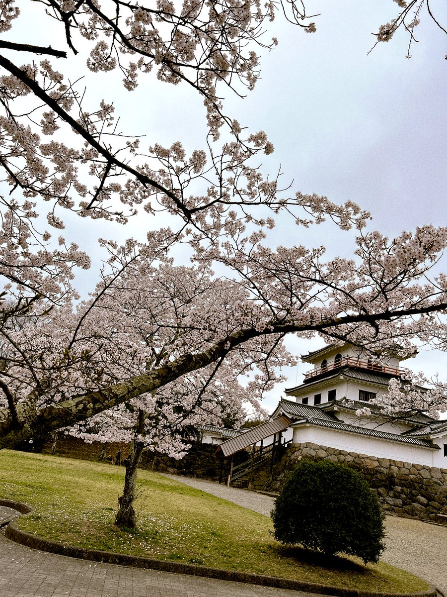 「早起きして花怜ちゃんとお花見にきた お天気は良くないけどお弁当はおいし〜 」|かなてゃんのイラスト