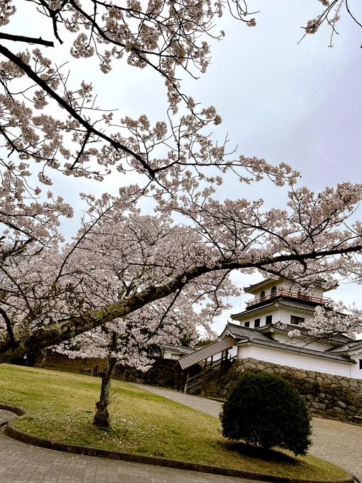 早起きして花怜ちゃんとお花見にきた お天気は良くないけどお弁当はおいし〜 