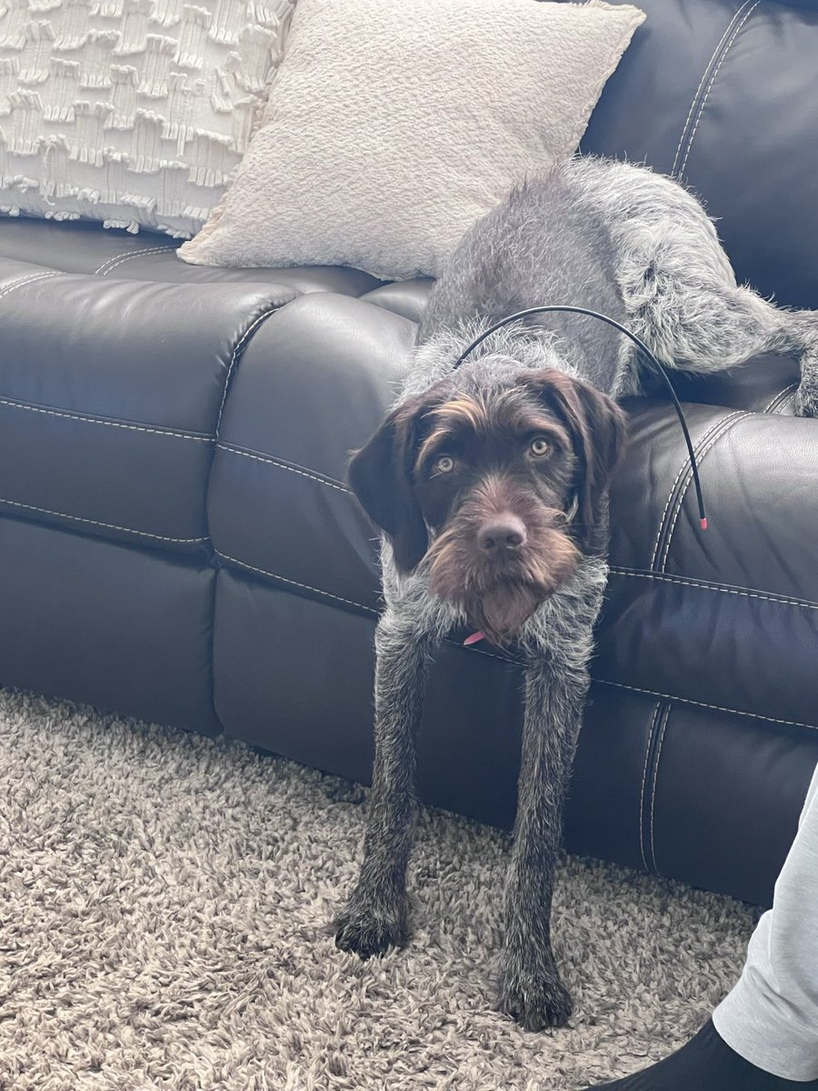 laurpoup's tweet photo. @L_Arnold11 Jax is so offended that you thought you wanted a GSP and not a WPG https://t.co/3FPrt68Z9u