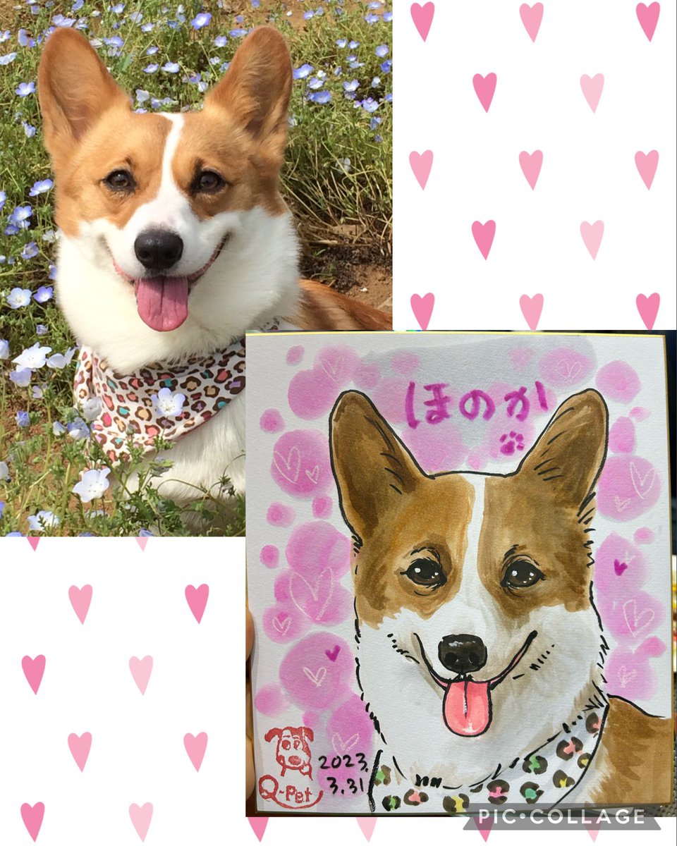 akkinea's tweet photo. おはようございます！
昨日描かせて頂いたお客様コーギーのほのかちゃん、最後に絵と一緒にお写真撮らせて頂いた時のお顔が可愛過ぎるので見てください。

本日インターペット最終日！今日も張り切って癒されてきます💕

#インターペット2023 
#QPET #わんちゃん似顔絵　#コーギー https://t.co/tBt6QFxzGf