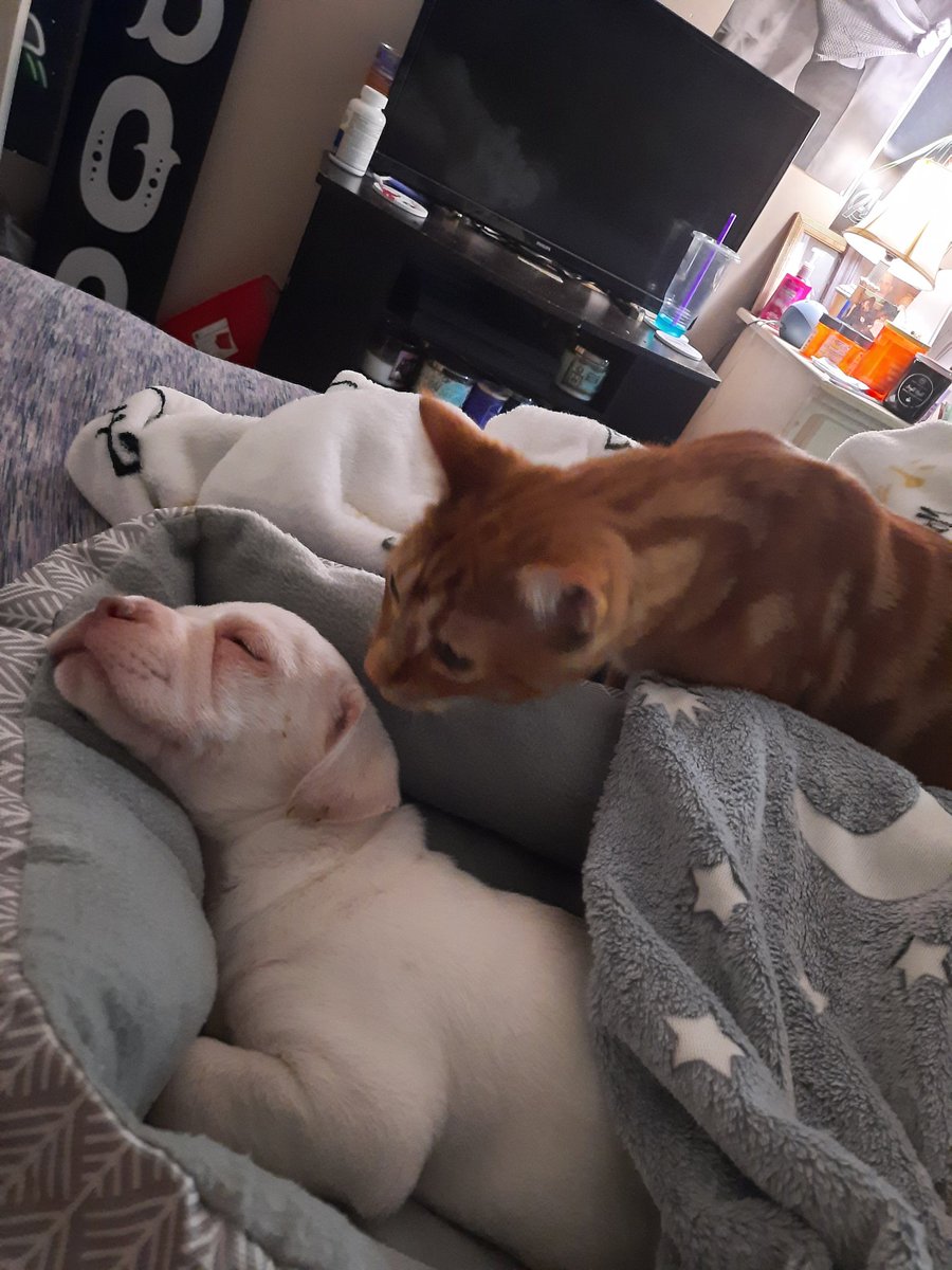 SmoakandAsh's tweet image. Eddie is *very* intrigued by Mando. 🧐 #catmom #puppymom #Caturday