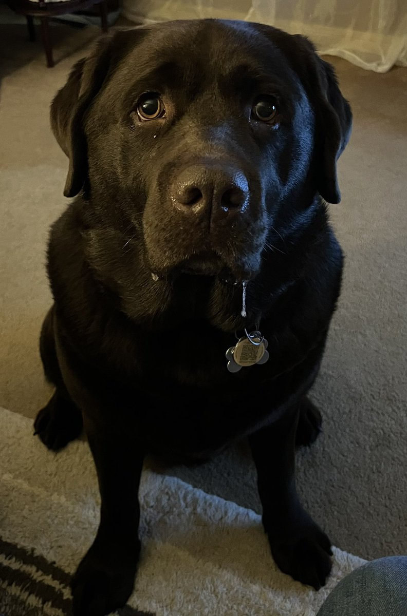 charlottmc's tweet photo. Our big boy Edelman had a busy 4th birthday today & is happy & full after being pampered like a big brown bear should be ❤️ #labsofnewbrunswick #UBBB @WilliamLSeymour #dogsoftwitter https://t.co/rnqYVIAVHr