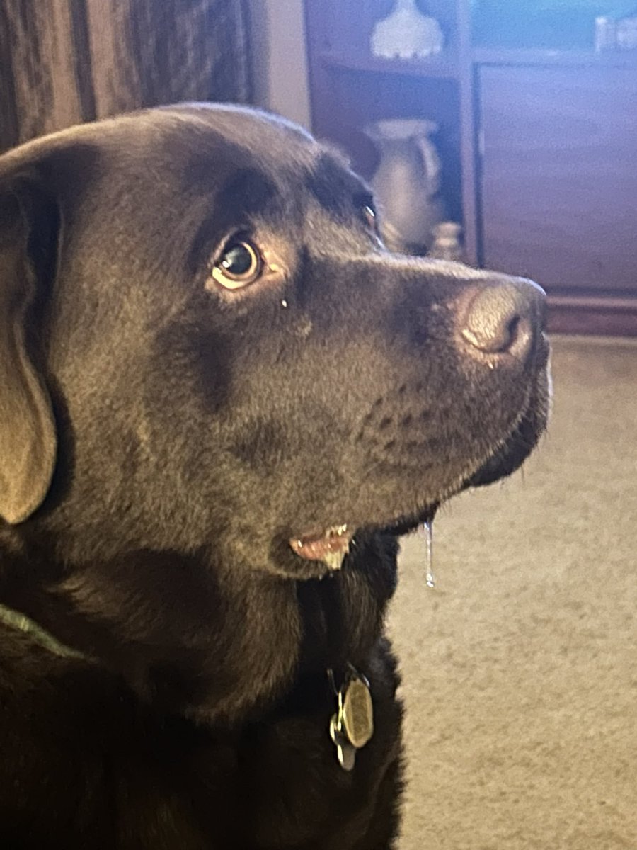 charlottmc's tweet photo. Our big boy Edelman had a busy 4th birthday today & is happy & full after being pampered like a big brown bear should be ❤️ #labsofnewbrunswick #UBBB @WilliamLSeymour #dogsoftwitter https://t.co/rnqYVIAVHr