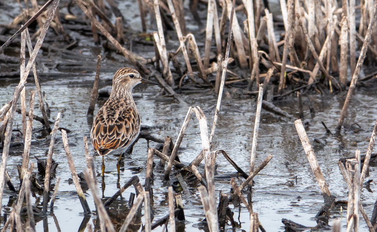 Daniel Weldon tweet media