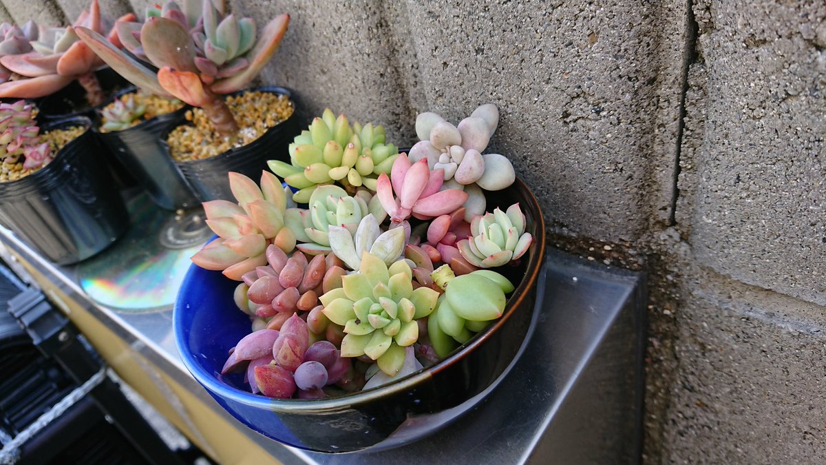 cote1006's tweet photo. 朝からいい天気☀️
寄せ植え用に大きくなった葉ざしをチョンパしたよ。
したはいいけど良さげな鉢買ってこなきゃ😃

#多肉
#葉ざし https://t.co/QGUKrFhiOR