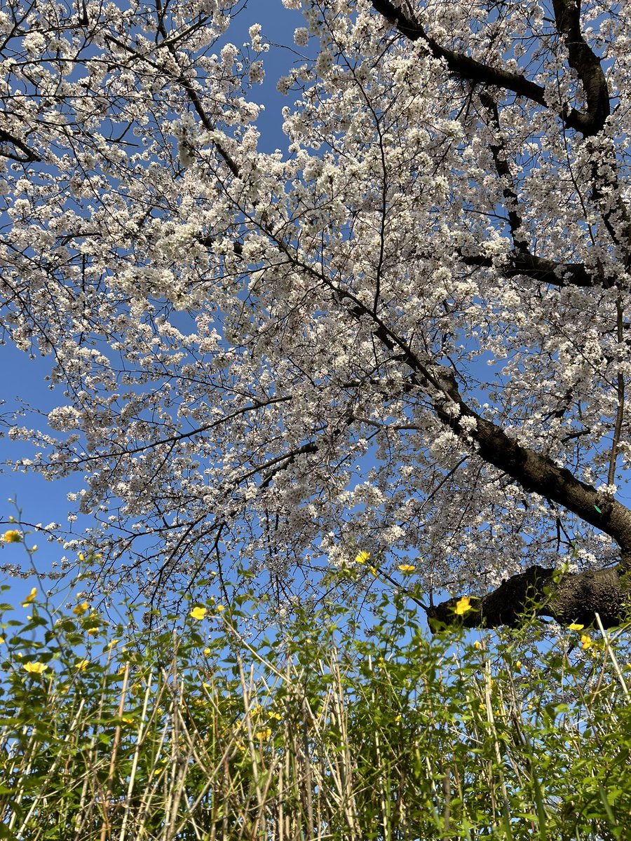 printyamarda's tweet photo. 4月になりましたね
いよいよ繁忙期突入です。
#桜 #桜2023 #菜の花 #4月 https://t.co/7KIS47RCal