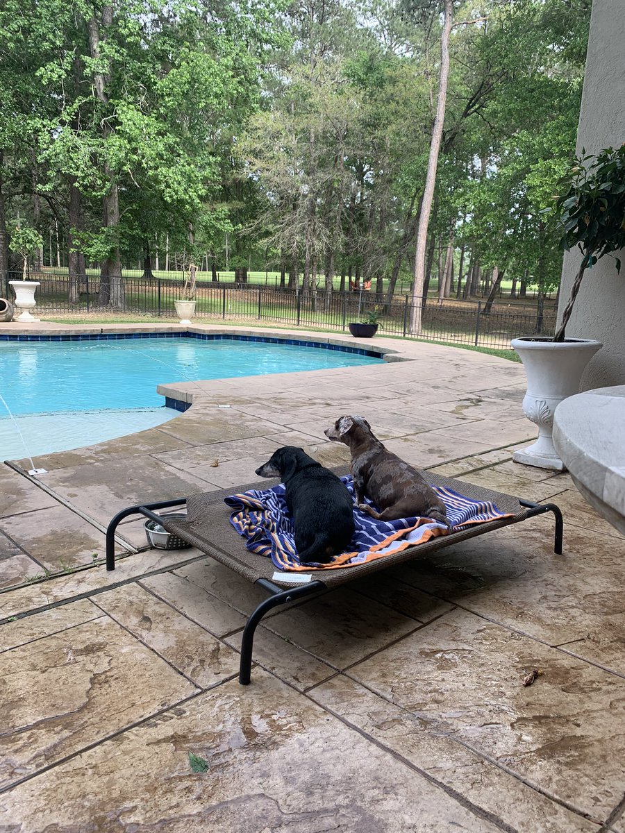 lauren_minette's tweet photo. Patio, poolside pups #poolpatrol #DogsofTwittter https://t.co/3NM6Mcc1p7
