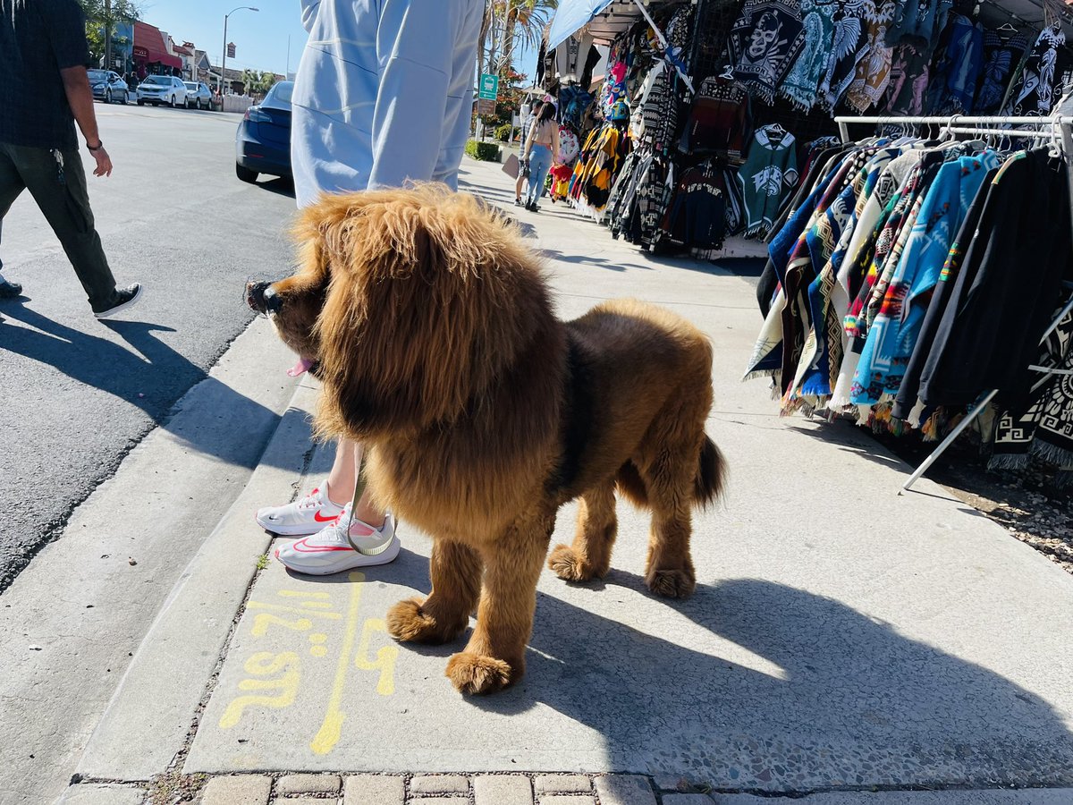 What a cutie! 🦁
