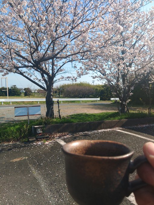 暖かいので、珈琲飲みながら花見を嗜むฅ^•ω•^ฅ#磐田市#猫カフェ#テイクアウト#弁当#ランチ #オムライス#パンケー