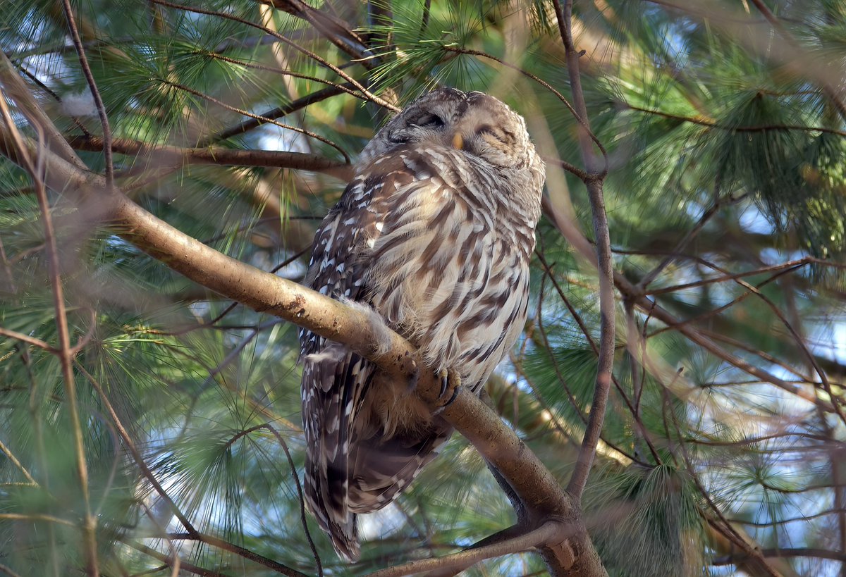 Siouxcq523's tweet photo. #barredowl in #inwoodhillpark enjoying the #nycspring and catching some 💤 https://t.co/XIa8wiKcJM