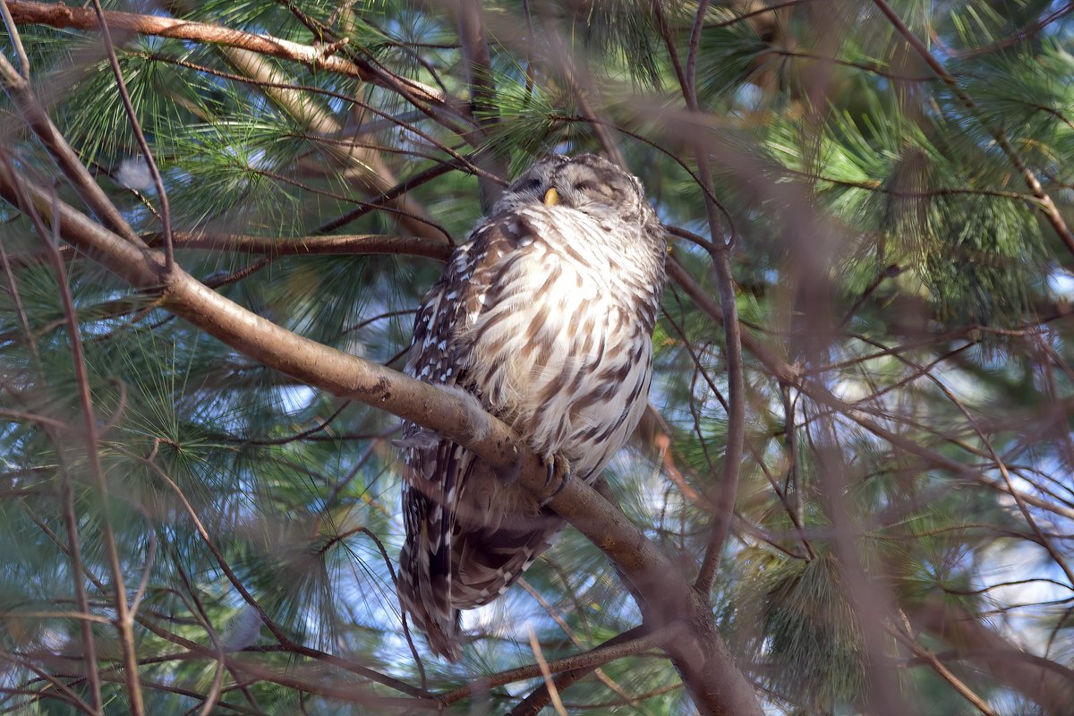 #barredowl in #inwoodhillpark enjoying the #nycspring and catching some 💤