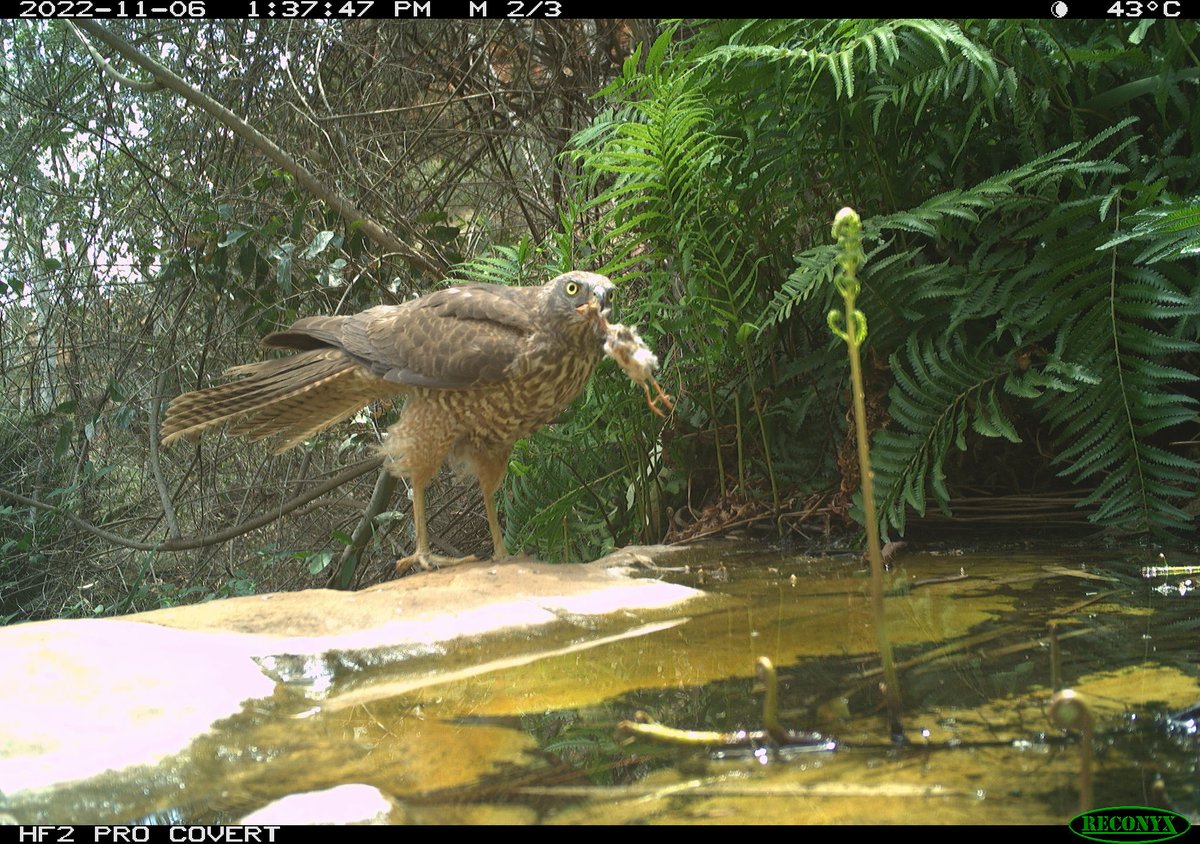 Life & death at the Watarrka perennial spring. After almost a decade of camera trapping at this site, this is the first image of a predator, a collared sparrowhawk together with it's prey, a zebra finch. Both species visit this spring often, so it was only a matter of time!