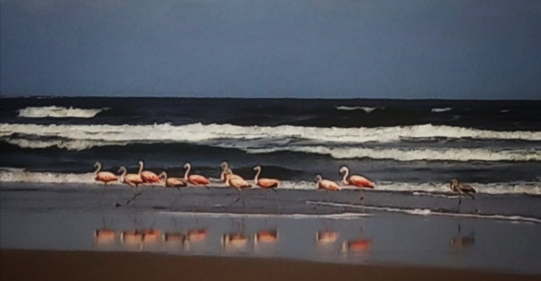 InvernizziMario's tweet photo. los #FlamencosRosados en #SolisGrande #Hoy 

(📷 Mariela) https://t.co/MX5DPQVpNx
