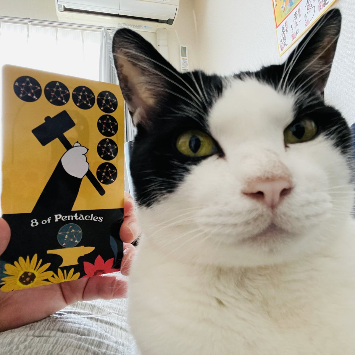 oraclerinko's tweet image. 4/2コツコツの日⚒目標に向けて無心で打ち込める日。自分を磨くことに熱中でき、やる気に満ちています✨そのおかげで今日1日で成功にグッと近づくでしょう☺️良いお手本と巡り合う人も😚目の前のことにしっかり集中してみて☝️ #8ofPENTACLES #きのうお花見行ったﾆｬ #タロット #猫