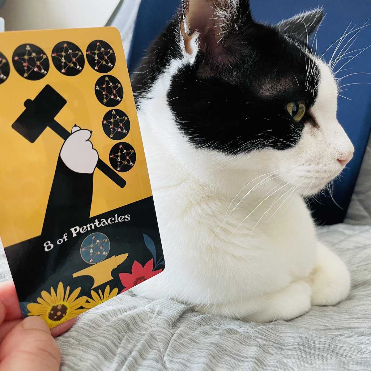 oraclerinko's tweet image. 4/2コツコツの日⚒目標に向けて無心で打ち込める日。自分を磨くことに熱中でき、やる気に満ちています✨そのおかげで今日1日で成功にグッと近づくでしょう☺️良いお手本と巡り合う人も😚目の前のことにしっかり集中してみて☝️ #8ofPENTACLES #きのうお花見行ったﾆｬ #タロット #猫