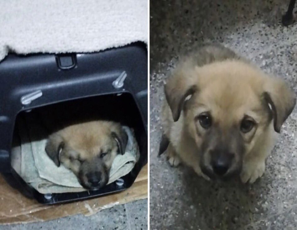 ArzuErdogral's tweet photo. Yavru köpeğe 20 dakika işkence ediyor. Kanıtlara ve itirafa rağmen serbest!
Verilen kamu hizmeti barınak!
Karara itiraz edilmiş ve hakim değişecekmiş!

Depremler oldu, yakında ülke başımıza yıkılacak,hayvanlara yapılan bu işkencelerden dolayı
Yıkılsın be
#FatihBozoğlututuklansın https://t.co/d5TTbEFpgH