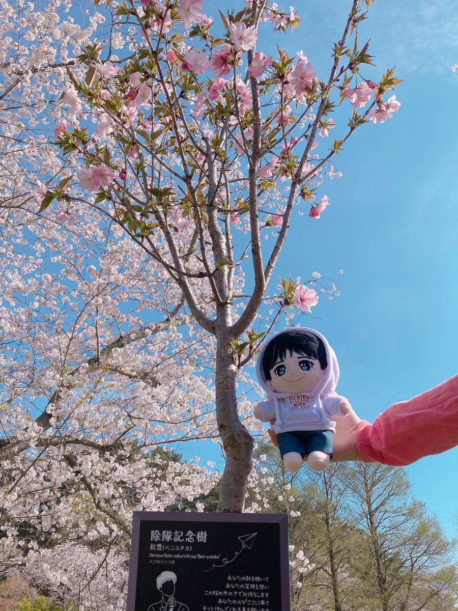 angelicfeeling's tweet photo. 淡いピンクで可愛い💕
紅豊 #ボゴム桜
咲いています🌸

#BOGUMMY 
#パクボゴム
#浜松フラワーパーク https://t.co/jks2USQjl6