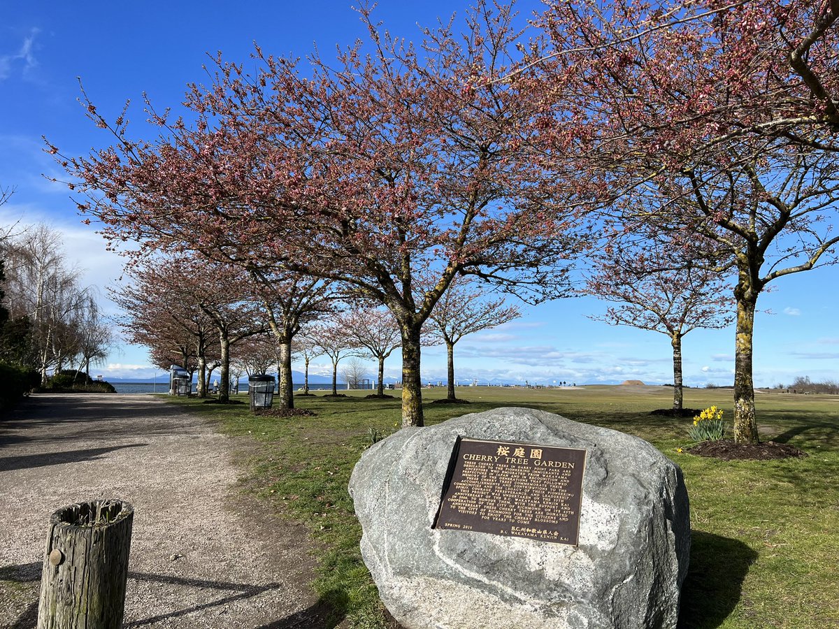 stevestonLife's tweet photo. Richmond Cherry Blossom Festival🌸 returns on April 2nd, and prep has started at Garry Point Park. Tents are in the parking lot, so make sure to walk, bike, or bus to the event! #Steveston https://t.co/L8ksO555Na