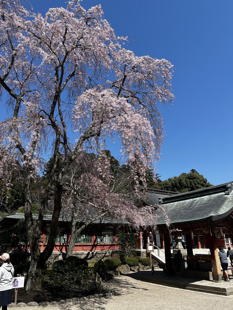 お朔参り⛩✨
桜が例年よりかなり早く満開で、お天気も良くて最高のお参りが出来ました✨‼️
人出も多くかつての賑わいを思い出します☺️✨
#塩竈
#塩釜
#仙台
#宮城県
#宮城観光
#東北観光
#鹽竈神社
#塩竈神社
#桜前線
#花見
#花見スポット