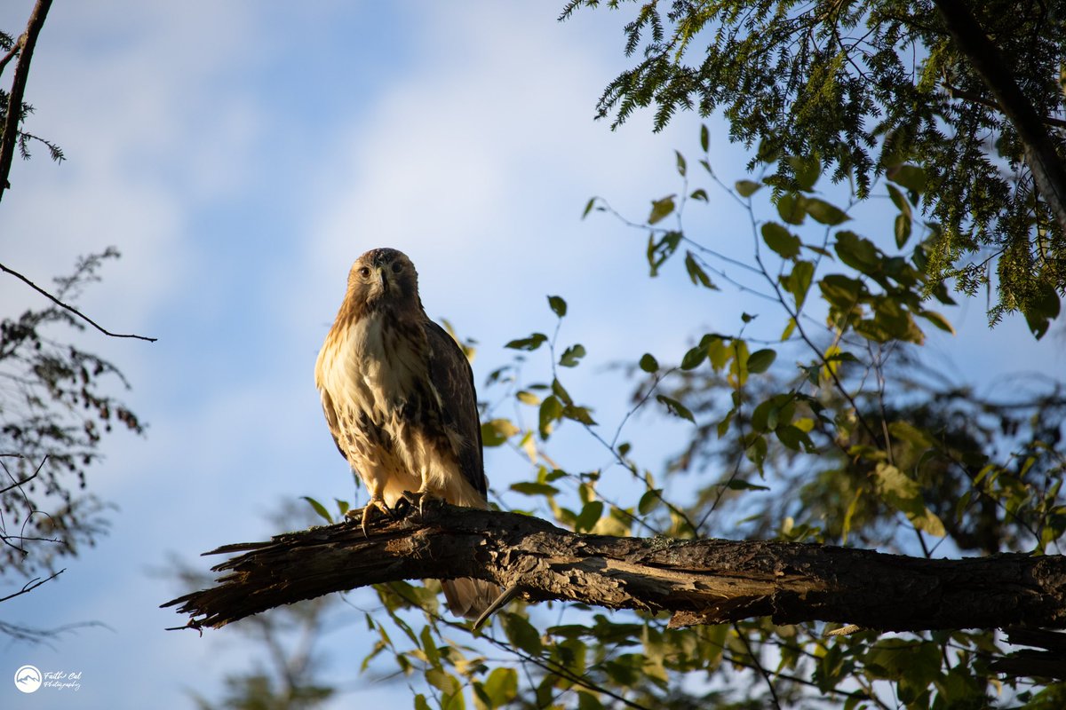 thebirdnerd7's tweet photo. awkward eye contact 😳… 
•
#redtailedhawk #redtail #redtailhawk #hawk #birdofprey #birdsofprey #predator #birdwatching #birdphotography #bird #backyardbirds #backyardbirding #backyardbirdwatching #birdingphotography #birding #wildlifephotography #wildlife #photography https://t.co/aXhSw7kyK5