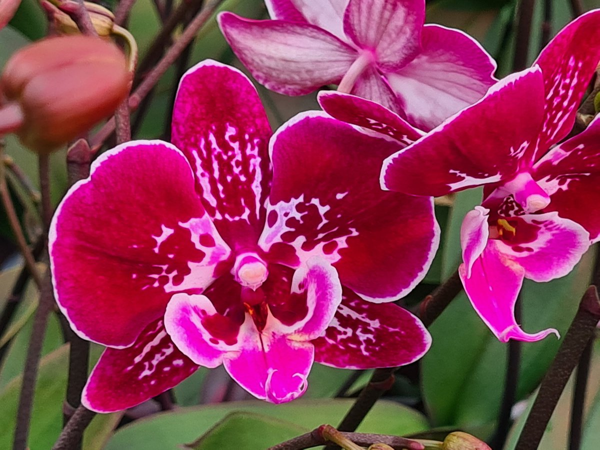 <a href="/komindekas/">berry</a> <a href="/OPVoornePutten/">OP Voorne-Putten</a> bij <a href="/phalaenova1/">Phalaenova Unlimited Colours</a> in Brielle: wat een fantastische orchideeën in wel 300 soorten! 
#kidk #kidk2023 #komindekas #komindekas2023