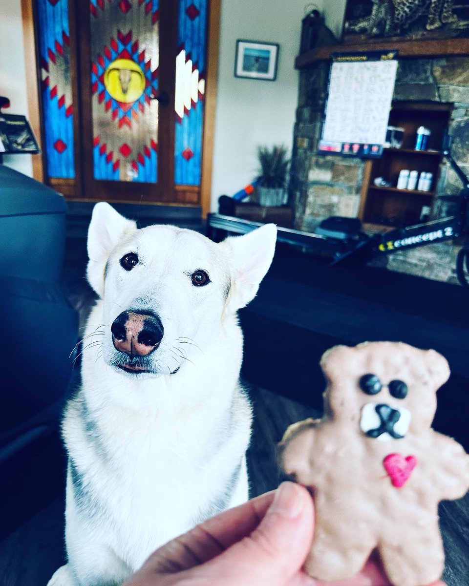 iam_lisawatson's tweet photo. Remember on #SesameStreet? Me want #cookie? Ok, wait til me get into position. Ok. Cookie far away, ok, now cookie close. Oops, cookie gone. Yum yum yum yum” 🍪

If you can relate, like my post... Love Loki the #CookieMonster. https://t.co/eTHrjFbNu5