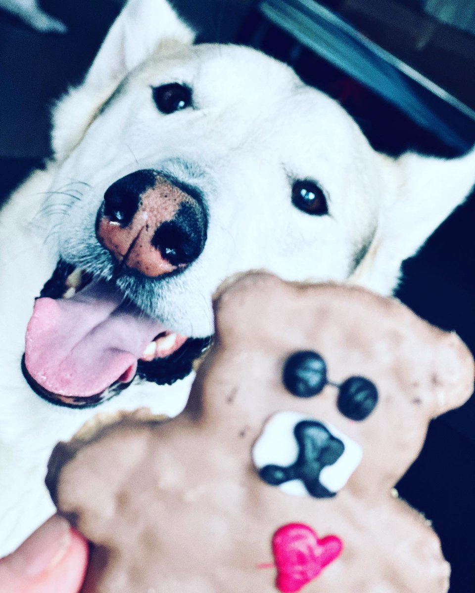 Remember on #SesameStreet? Me want #cookie? Ok, wait til me get into position. Ok. Cookie far away, ok, now cookie close. Oops, cookie gone. Yum yum yum yum” 🍪

If you can relate, like my post... Love Loki the #CookieMonster.