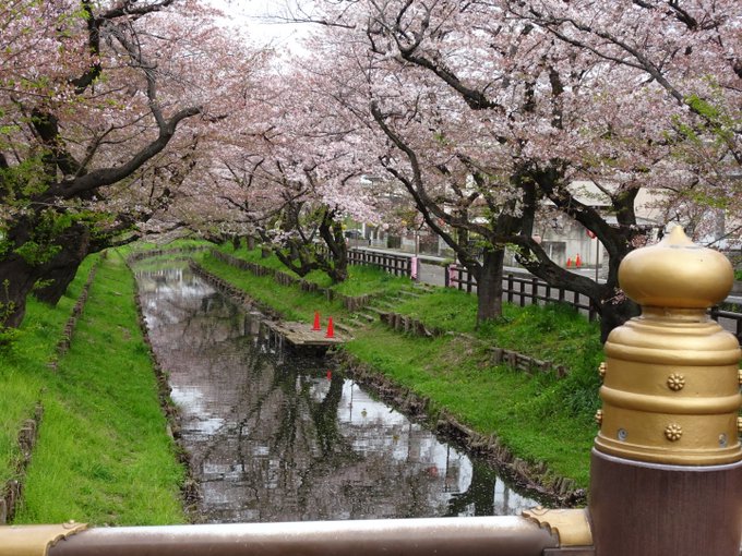 桜の時期に川越に来れるなんて、今まで無理だとしか思えなかったのですが、ホントに来れたことに感謝してます。満開の時期は過ぎ