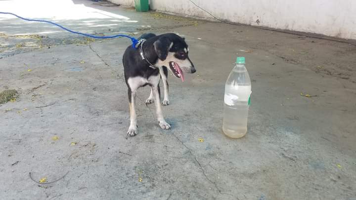 Santiago_O95's tweet photo. Esta nena HERMOSA busca urgente casa en la cual le den mucho cariño, como el que ella es capaz de dar ❤ cariñosa y juguetona, dio positivo a erliquiosis, pero esta en tratamiento y responde muy bien! 
Contactar a: 0985 333 384
Se agradece el RT 🥰 https://t.co/PJeUdjPFfB