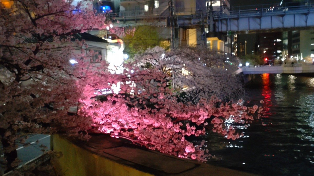 SAKU_MIJ's tweet photo. Cherry blossoms are in full bloom🌸

#japan
#cherryblossoms 
#sakura https://t.co/BHnrBx4mO7