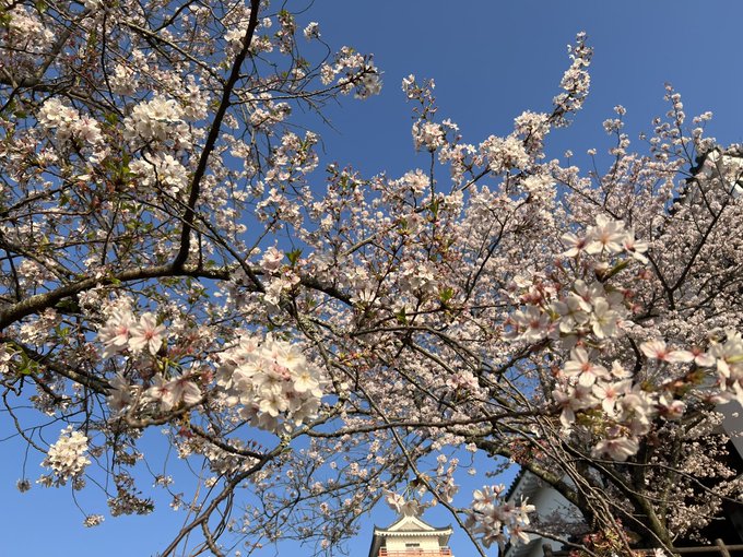 〈続き〉桜の花びらは沢山散っていてましたが藤棚の近くで花ごと🌸おちてきた何個かあったので鳥さんの落とし物かな…マッカチン