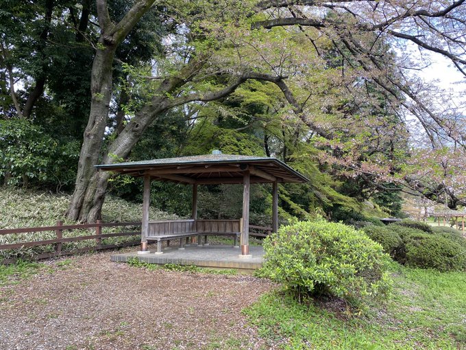 完全に自己満足の投稿をば…🌸新宿御苑、予約制になってるの知らなくて一度断念してましたが、今朝予約できたので来てみました〜