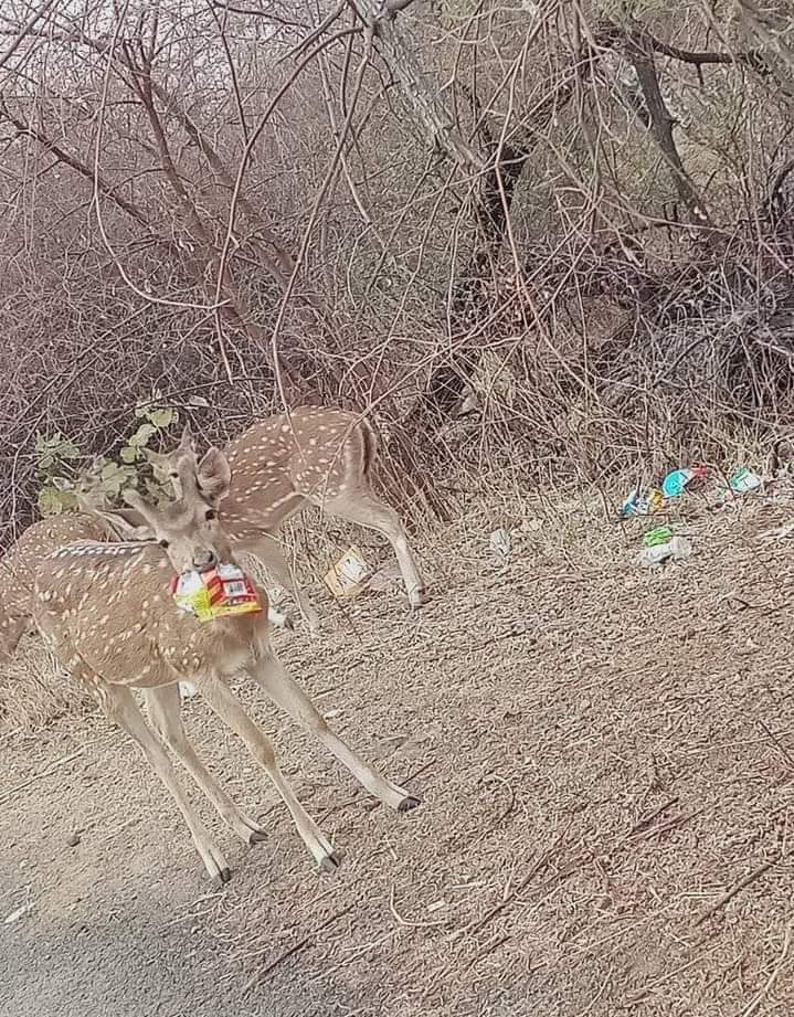 MehulGohil_'s tweet photo. જનાવર શહેર માં આવીને મનુષ્ય ને તકલીફ આપે તો તરત જ પગલાં લેવામાં આવે છે, જનાવર ને તાત્કાલિક પિંજરે પુરી દેવામાં આવે છે,
પણ મનુષ્ય જંગલ માં આવીને ને જનાવર ને તકલીફ આપે છે પ્રકૃતિ ને તકલીફ આપે છે તો તેના માટે શું ??
🍁🍀🦁🦌
#SaveGir #કાઠિયાવાડ https://t.co/H3pL2FKL5P