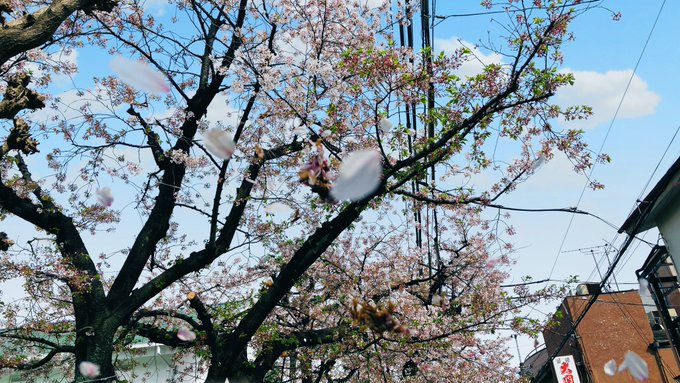 秒速5センチメートルみたいな写真撮りたいと思ったけれど、風が強くて散る桜は難しいね🌸なので猫集めに目的変更🐱 