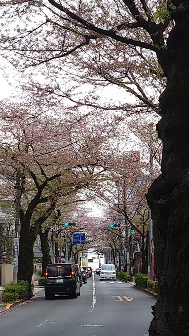 四月は君の嘘の聖地巡礼かをりが歩いていた大泉学園の桜並木 